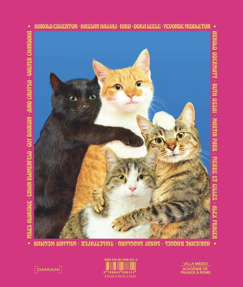 a portrait of four cats on a blue background, on the back cover of a book with a pink cover