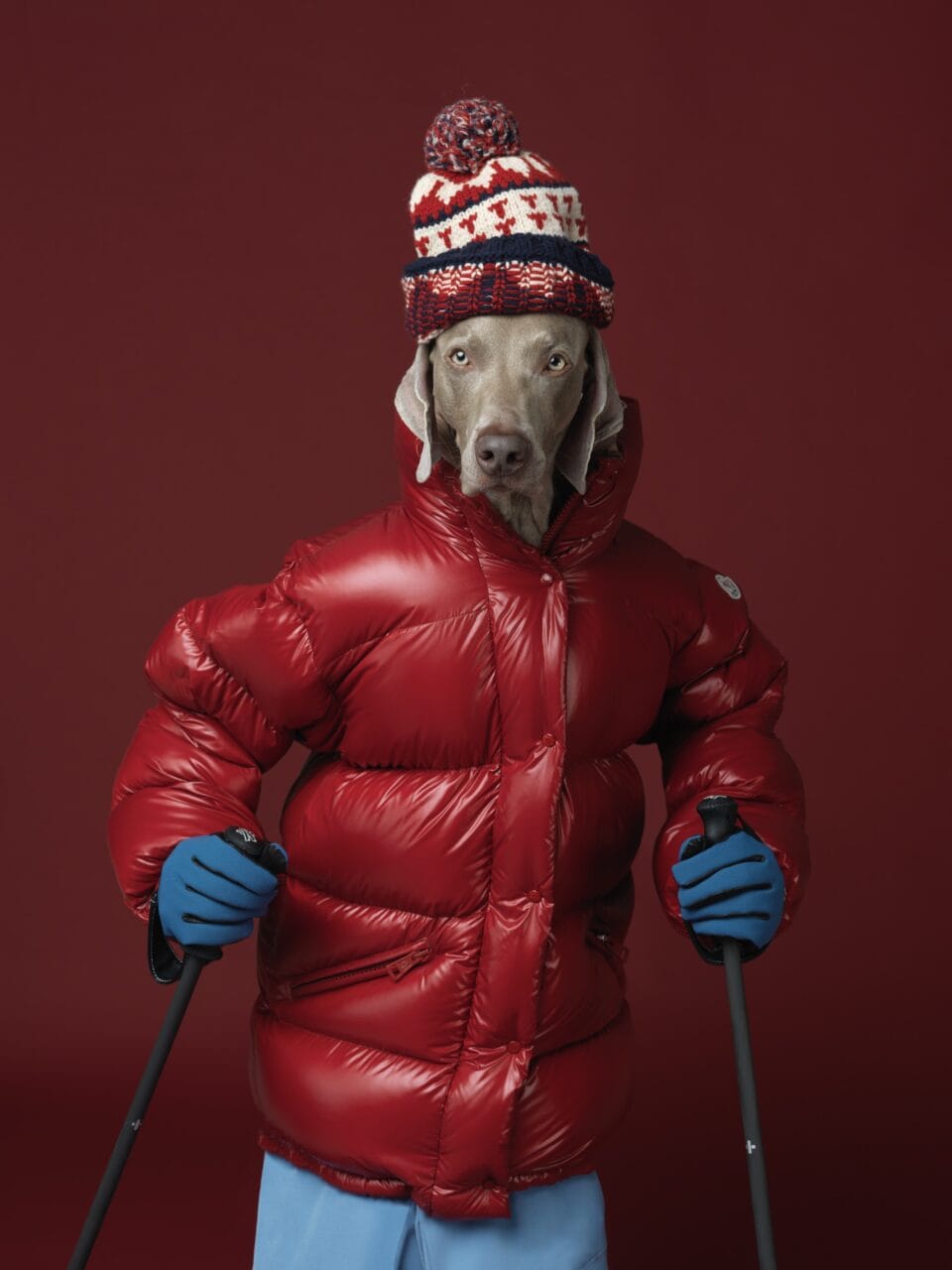 a photograph by William Wegman of a weimaraner wearing a red puff jacket and a knitted hat