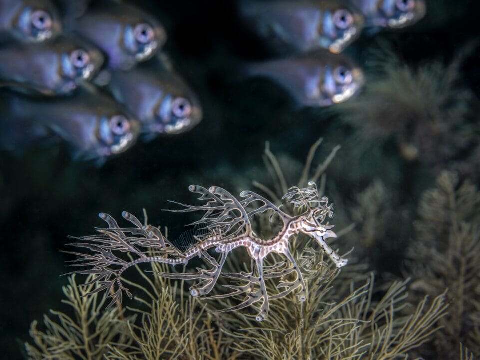 A leafy seadragon (Phycodurus eques) swims with a school of rough bullseye fish (Pempheris klunzingeri)