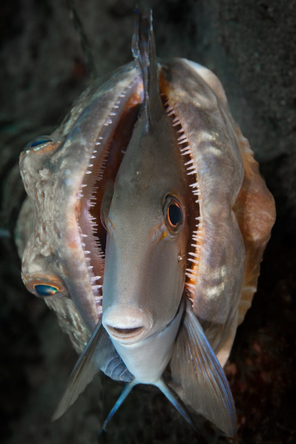 A doctorfish struggles in the jaws of a lizardfish