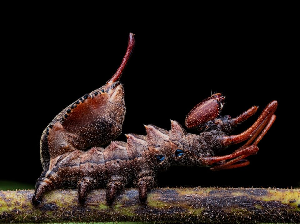 A lobster moth caterpillar (Stauropus fagi) on a tree branch