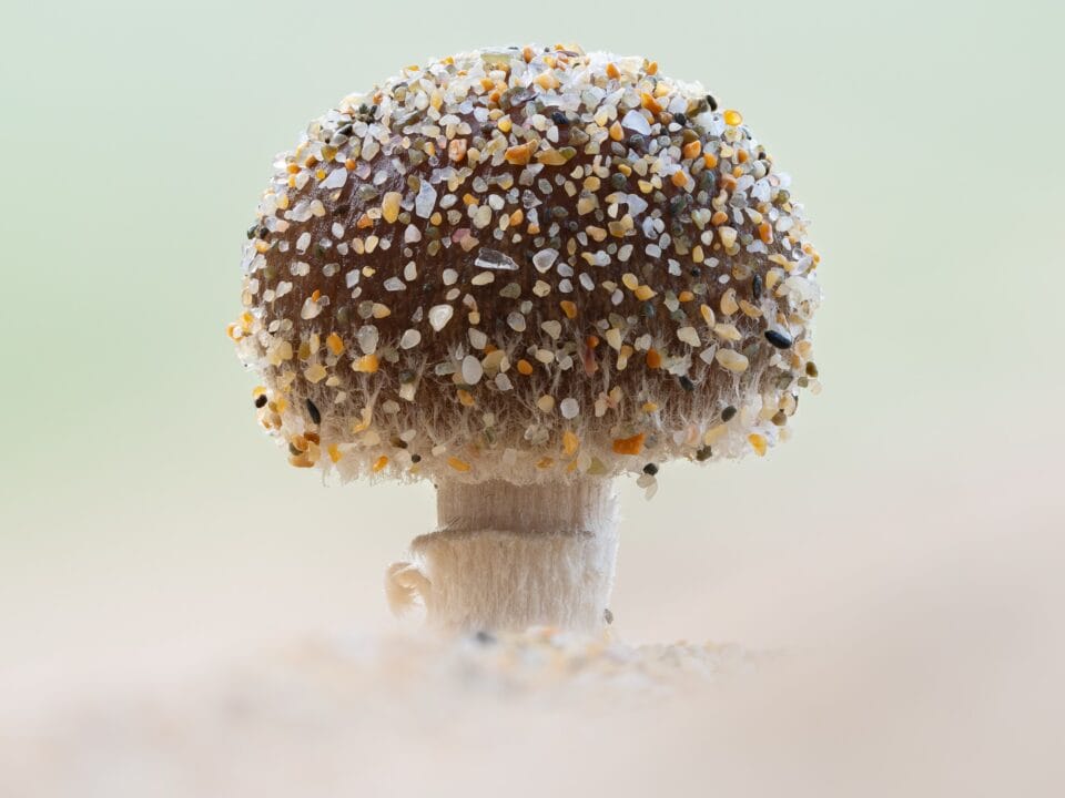 A close-up photo of a mushroom covered in sand