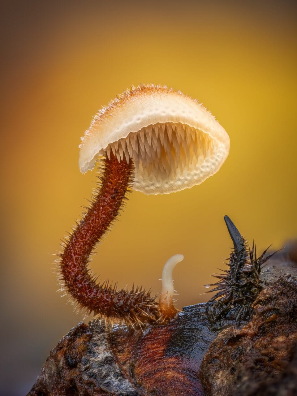 A 15mm tall ear-pick fungus growing on a pine cone, New Forest, U.K.