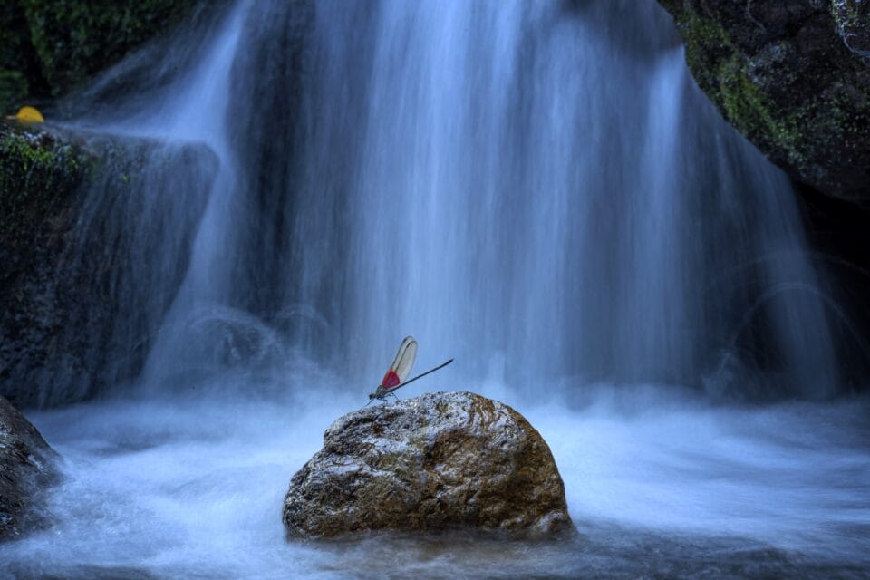 A damselfly (Archineura incarnata) rests on a rock amidst a flowing waterfall in Tianmushan Nature Reserve, Zhejiang Province, China