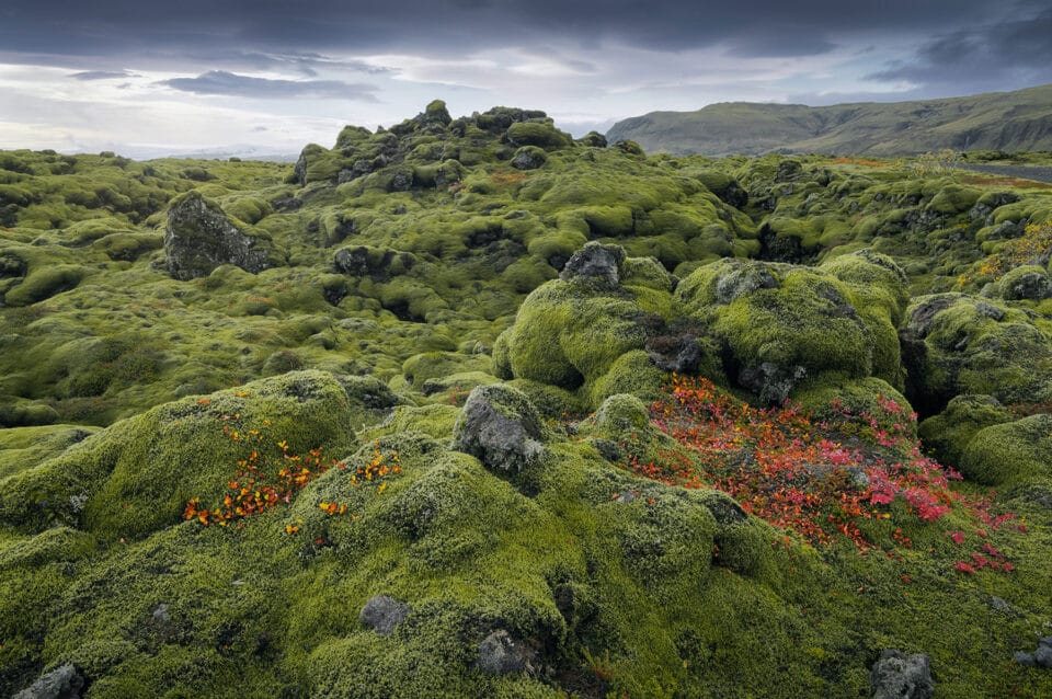 A moss-covered landscape in the hills of Iceland