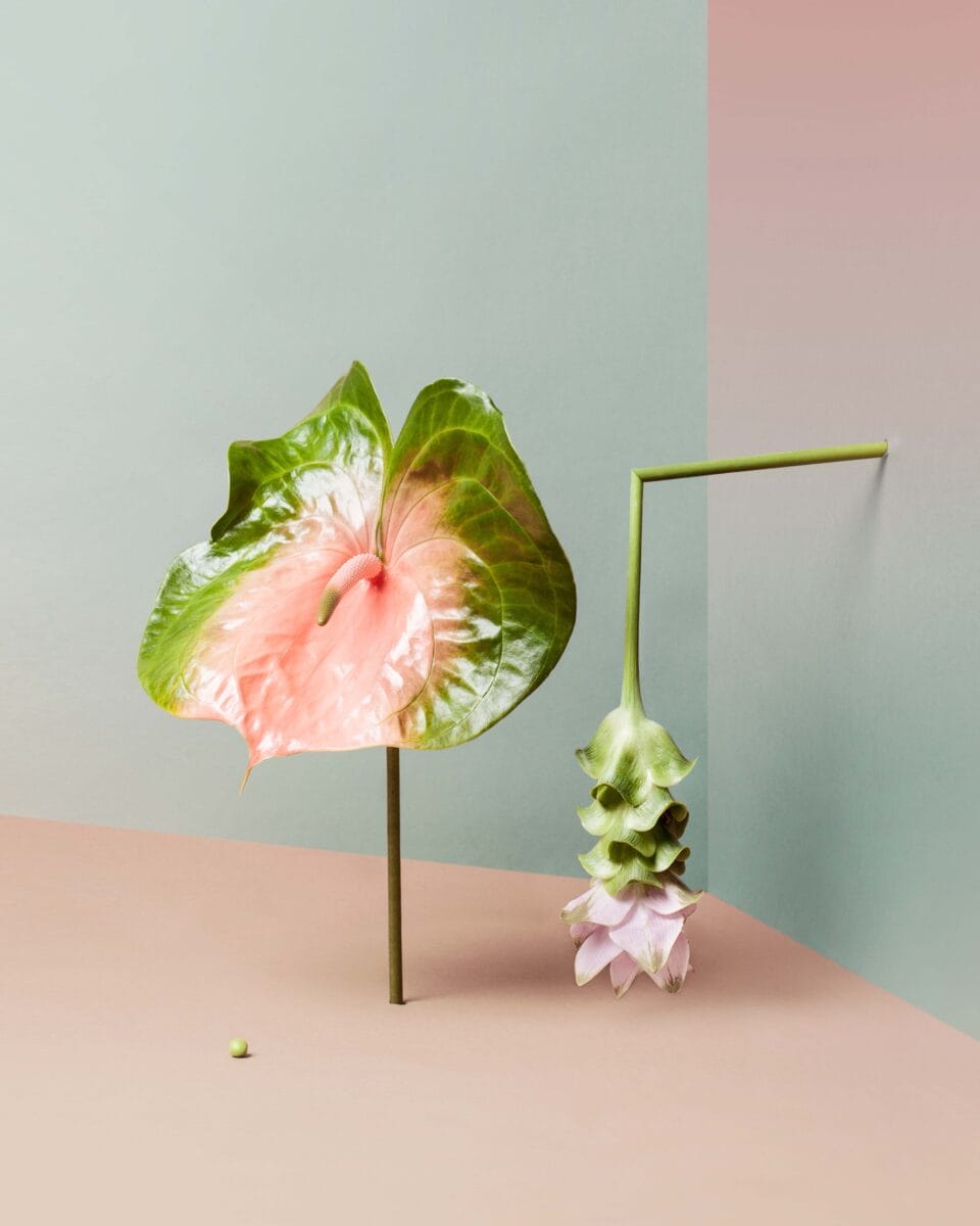 a philodendron with pink and green coloring stands next to another flower that juts from a wall and cracks down in a perfect right angle