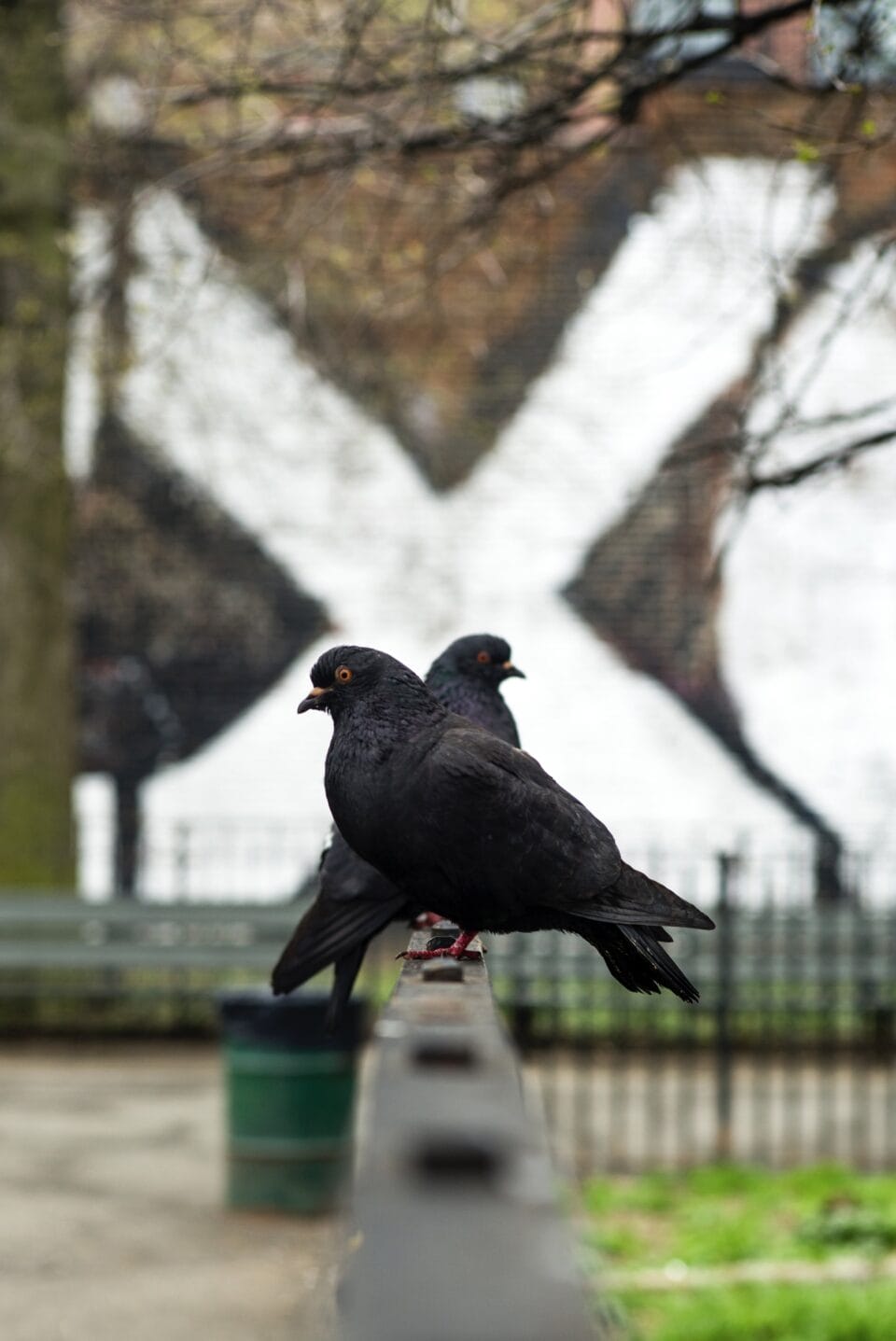 a vertical photograph of a pair or pigeons sitting on a fence, facing opposite directions, with a giant white "X" in the background that mimics their arrangement