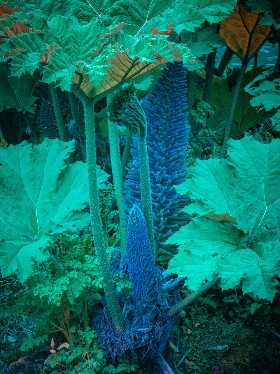 a photograph of giant rhubarb with a light emitting from the center of a leaf, in a blue and teal hue