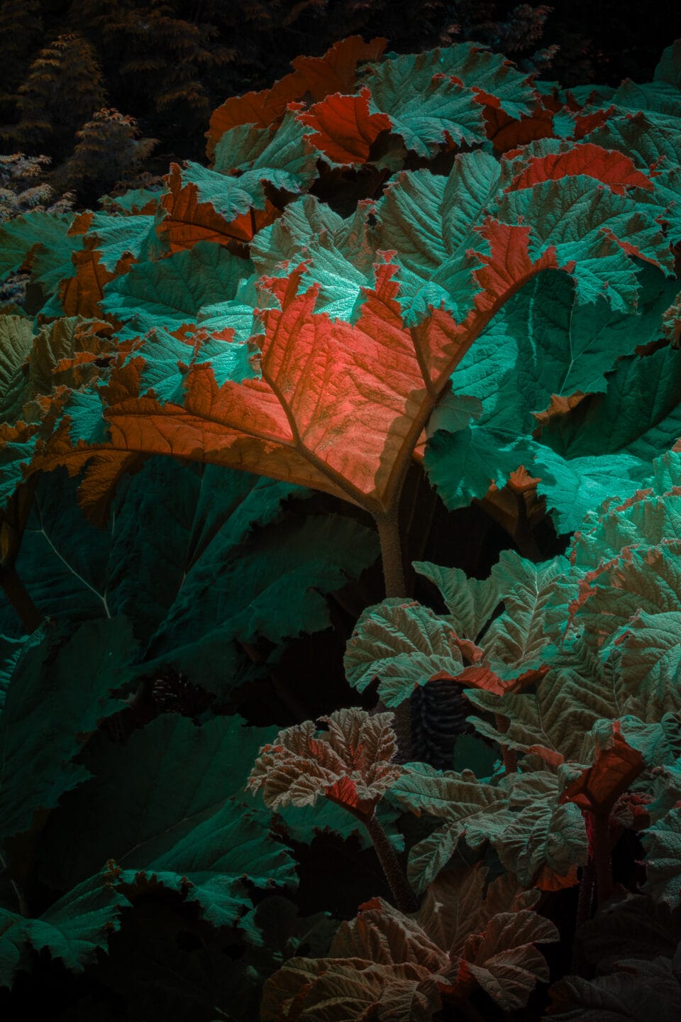 a photograph of giant rhubarb with a light emitting from the center of a leaf, in an orange and teal hue