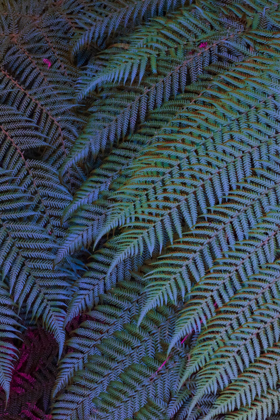 a photograph of ferns in an otherworldly greenish-gray hue