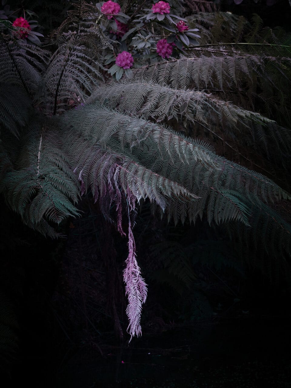 a photograph of ferns in an otherworldly pinkish-gray hue