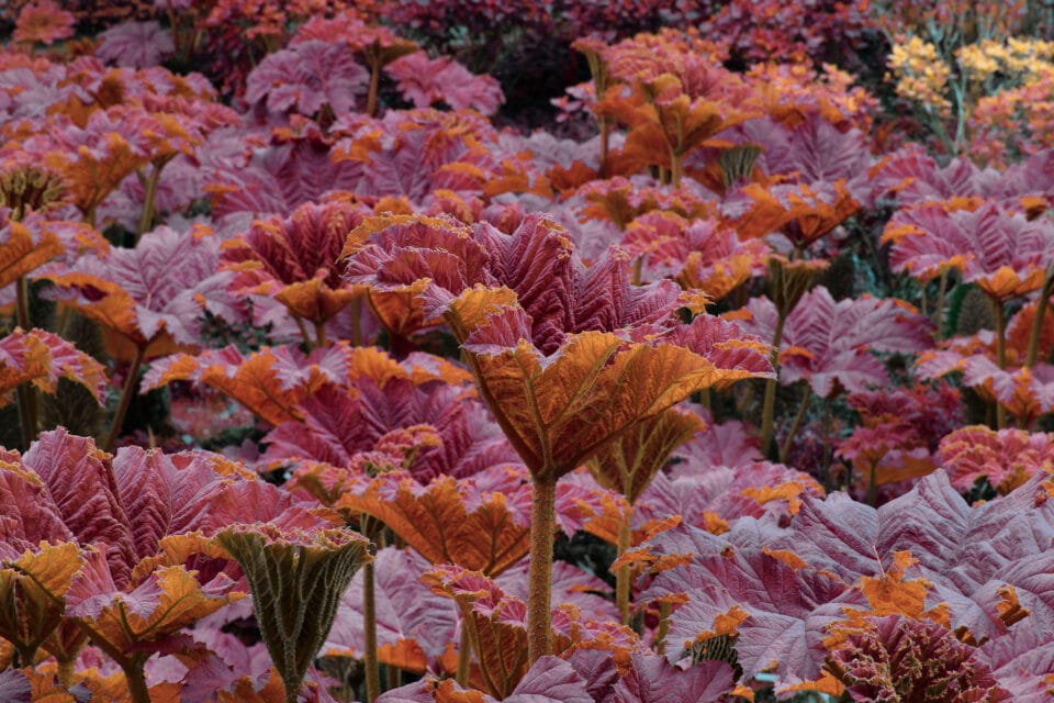 a photograph of giant rhubarb in a pinkish-orange hue