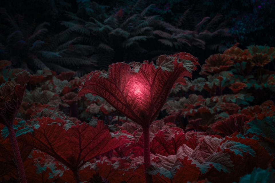 a photograph of giant rhubarb with a light emitting from the center of a leaf, in a pink hue