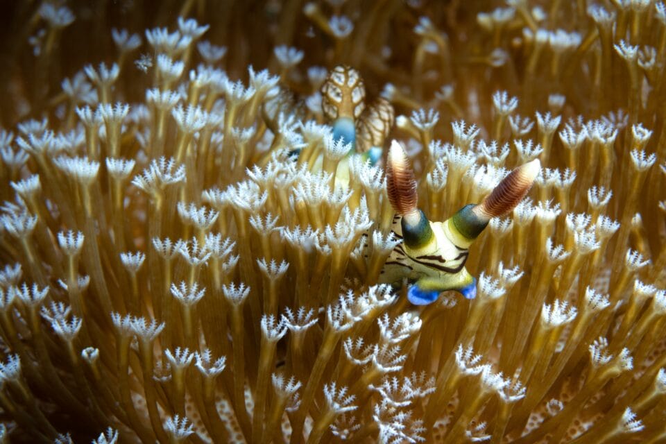 a tiny sea creature hides among flower-like coral