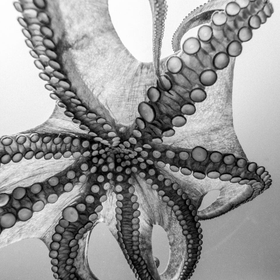 a black-and-white photograph of the underside of an octopus's tentacles