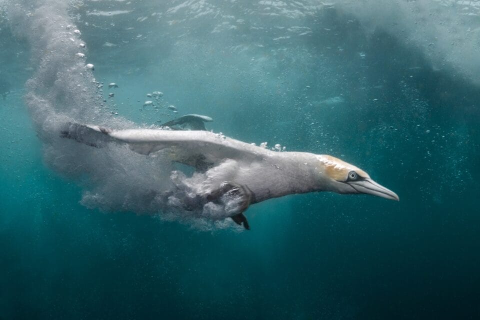 a gannet dives underwater