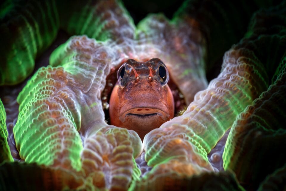 a little sea creature pokes its head out from some bioluminescent coral