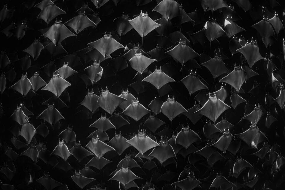 a black-and-white photograph of a large group of manta rays