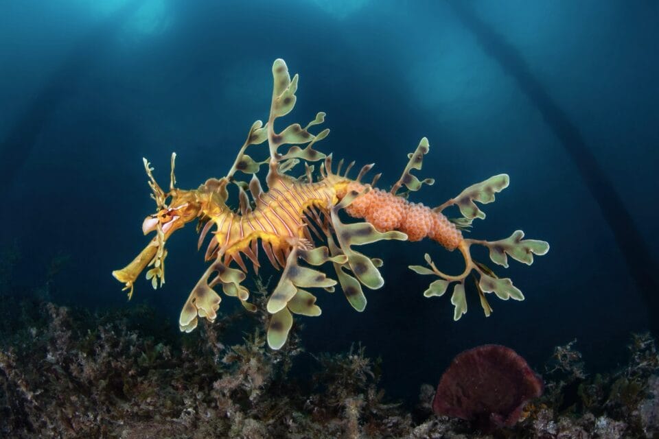 a colorful nudibranch underwater with unique spines or fins