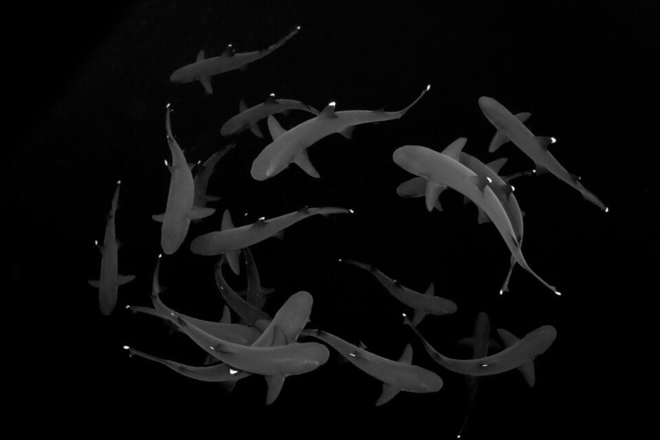 a number of circling white-tipped sharks photographed from above