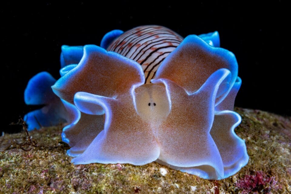 a nudibranch photographed on the sea floor with bioluminescent blue outlines