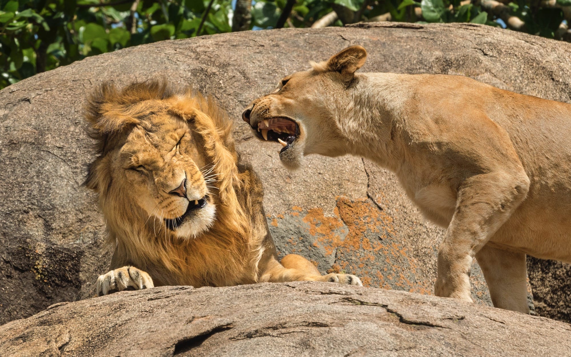 a lioness roars in the ear of a male lion