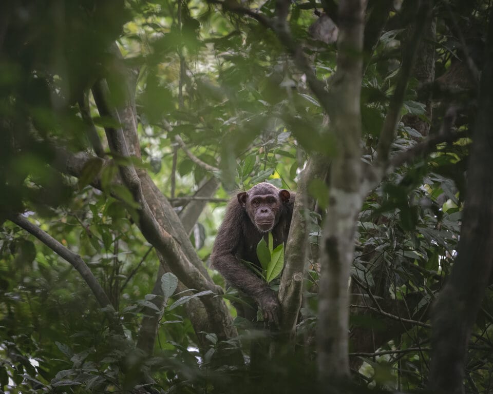 A chimpanzee pauses and looks down as its family moves across the forest floor of Loango National Park, Gabon