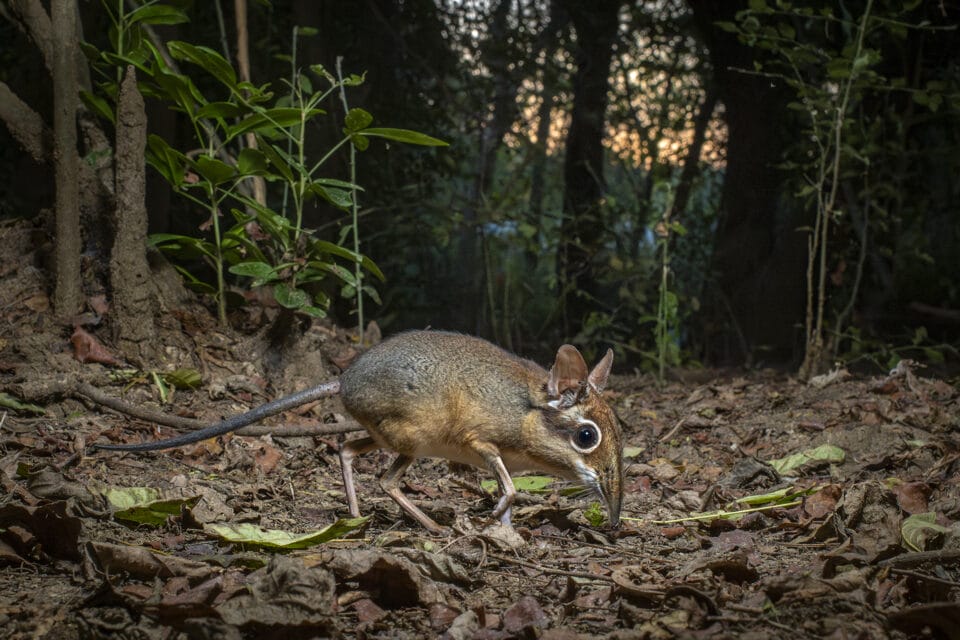 a mouse-like animal with a long nose sniffs the forest floor