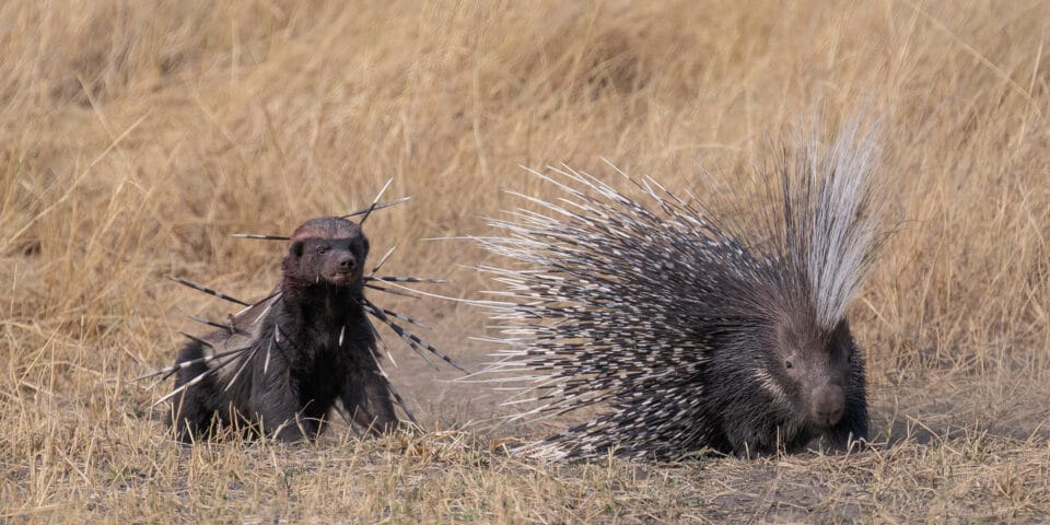 A bloodied yet determined honey badger covered in spines returns to finish off a Cape porcupine, which earlier had tried to defend itself. 