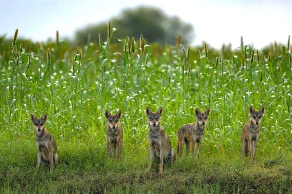 five members of an Indian wolf pack pause briefly as they play in lush green fields in Bhigwan, India.  
 
