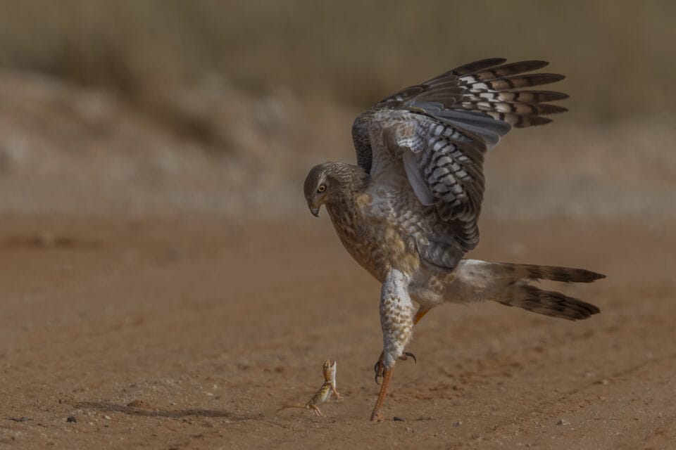 A giant ground gecko stands fast against a pale chanting goshawk in Kgalagadi Transfrontier Park, South Africa.