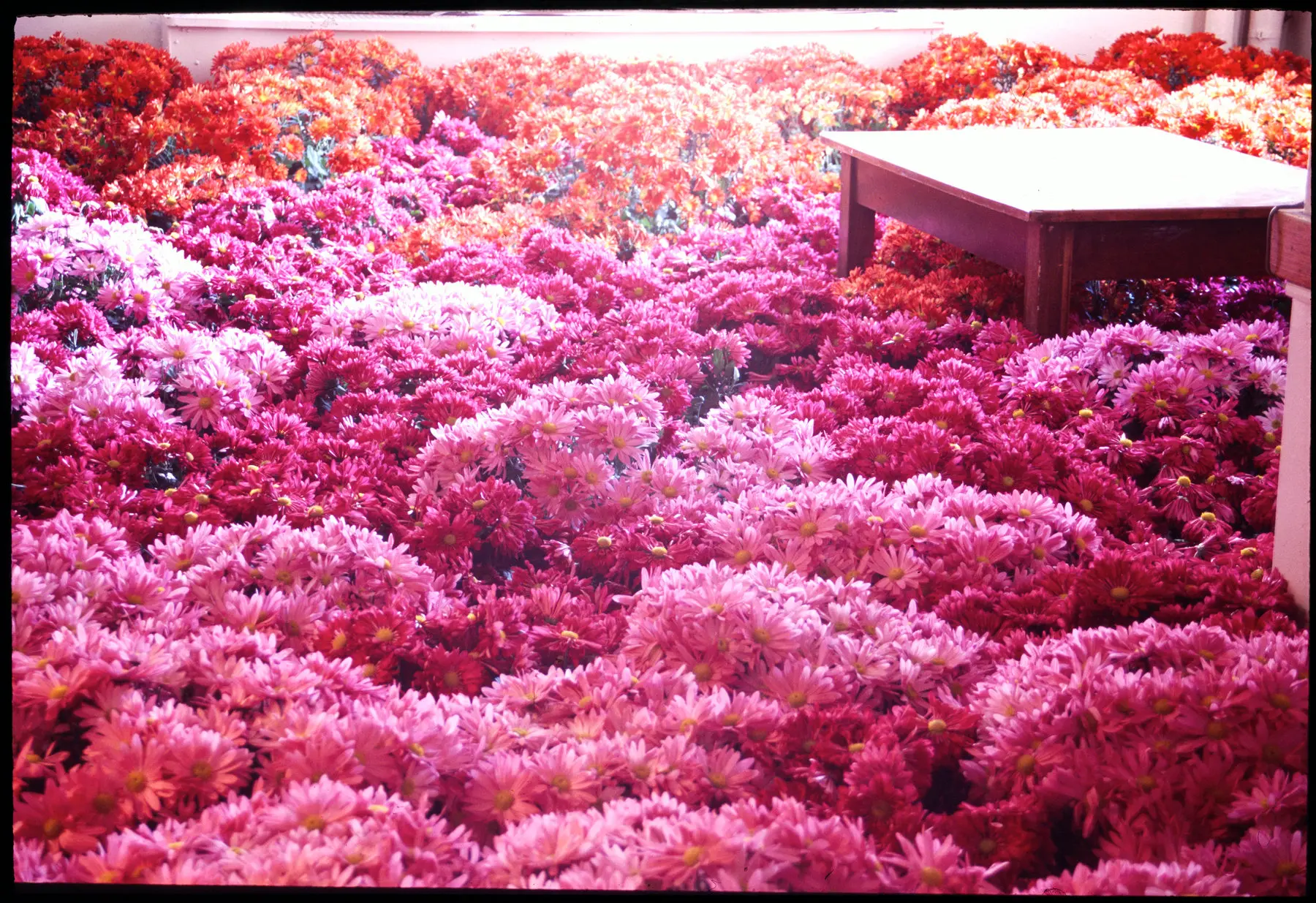 bright pink flowers cover a room with a small desk